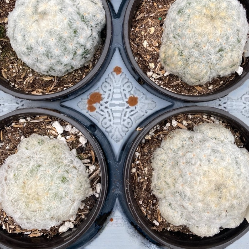 Mammillaria Plumosa - “Feather Cactus” 4” pot