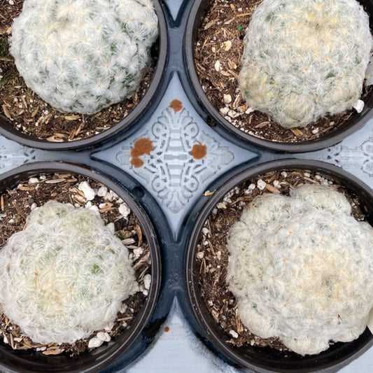 Mammillaria Plumosa - “Feather Cactus” 4” pot