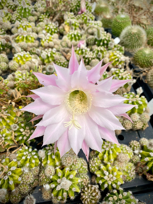 Echinopsis Eyriesii Cactus -Aka Easter lily cactus or Sea Urchin  *large plug*