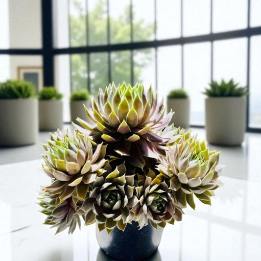 Sempervivum ' Bronze Pastel' 4" pot