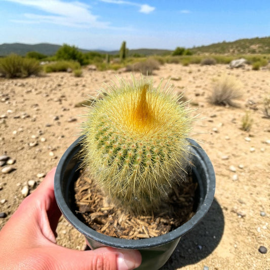 Brasilicactus Haselbergii Cactus- Scarlet Ball in 4” pot
