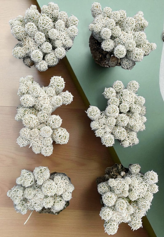 Thimble Cactus plug - Mammillaria Gracilis