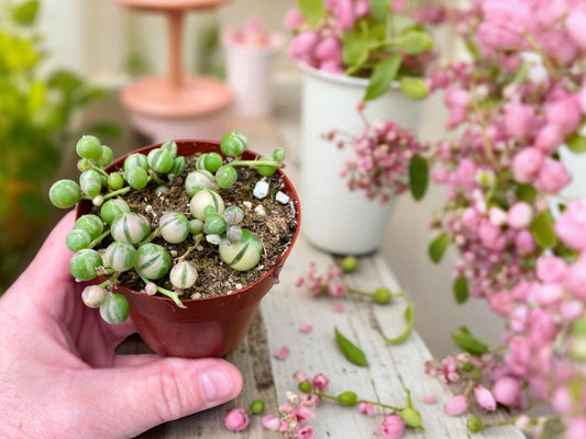 Variegated String of Pearls 2.5” pot