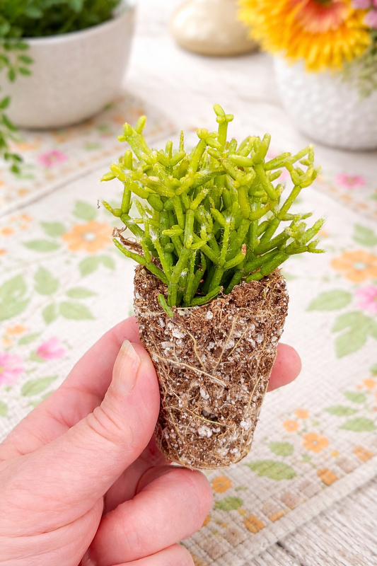Rhipsalis Cereusula “AKA Coral or Rice Cactus” plug