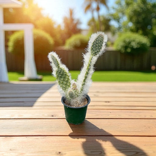 Opuntia -Prickly Pear Snow -Old Man Cactus 4” pot