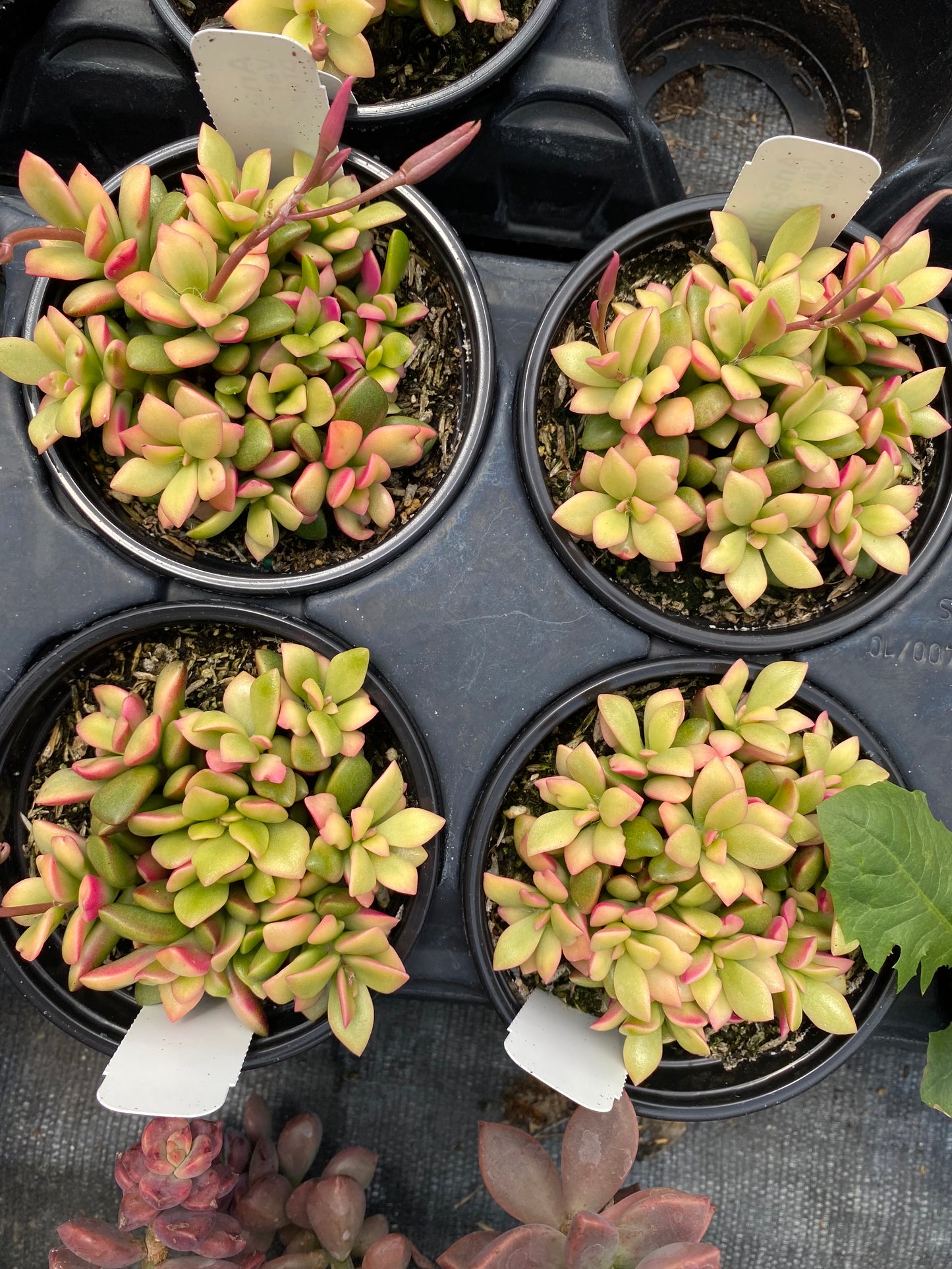 Anacampseros rufescens 'Sunrise' Sand Rose- Variegated !  4” pot