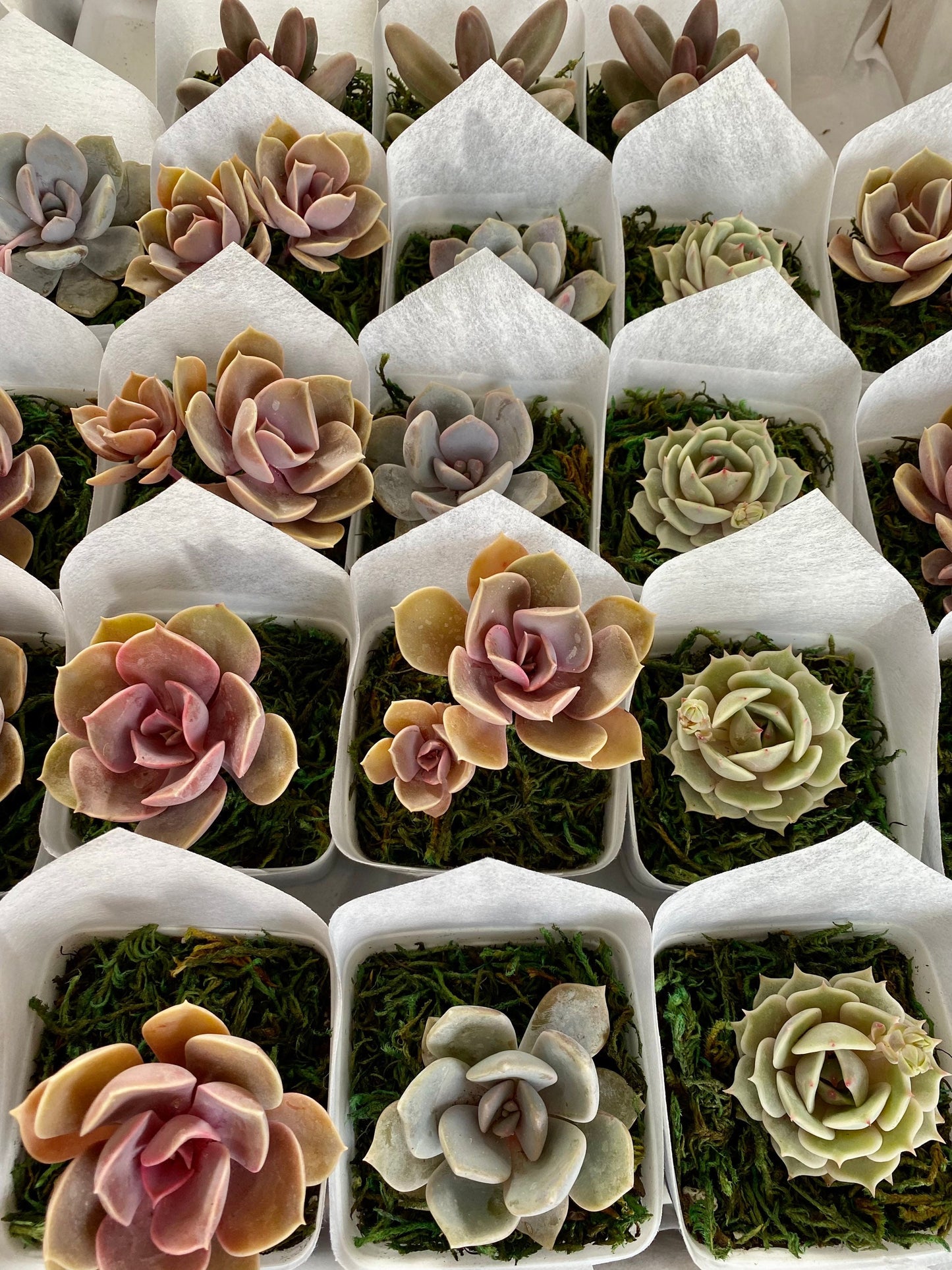 Succulent Favors/ Gifts