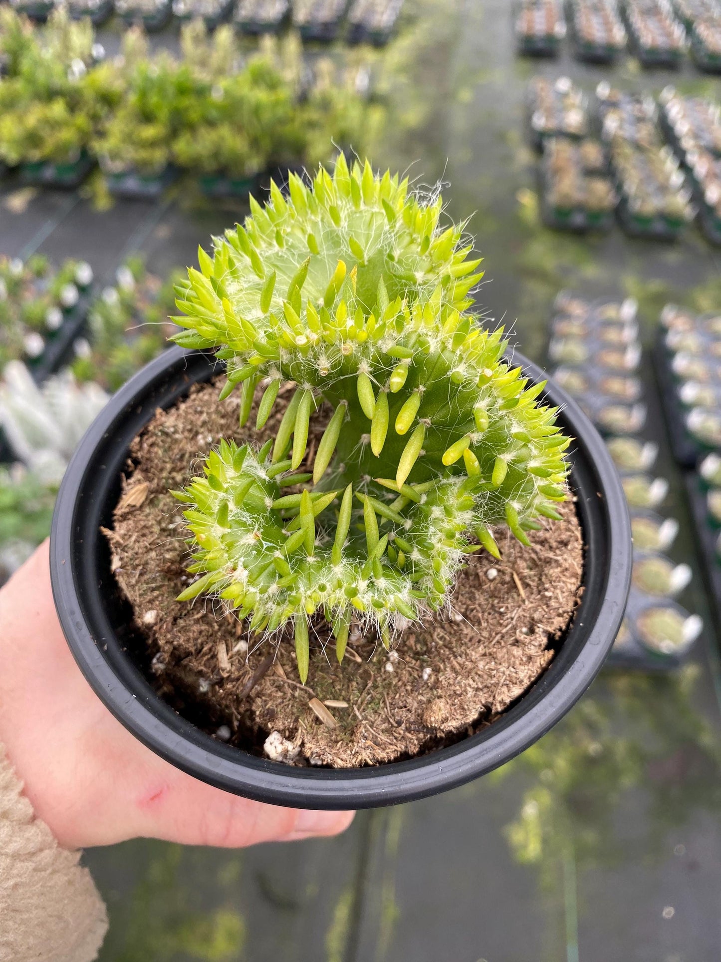 Opuntia- Subulata ‘ Cristata’ / “Eve’s Needle Crest Cactus”