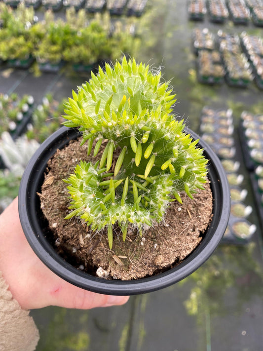 Opuntia- Subulata ‘ Cristata’ / “Eve’s Needle Crest Cactus”