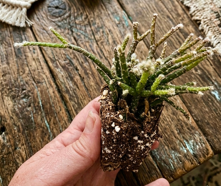 Rhipsalis Pilocarpa