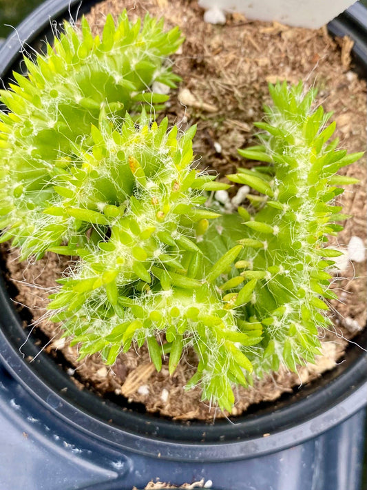 Opuntia- Subulata ‘ Cristata’ / “Eve’s Needle Crest Cactus”