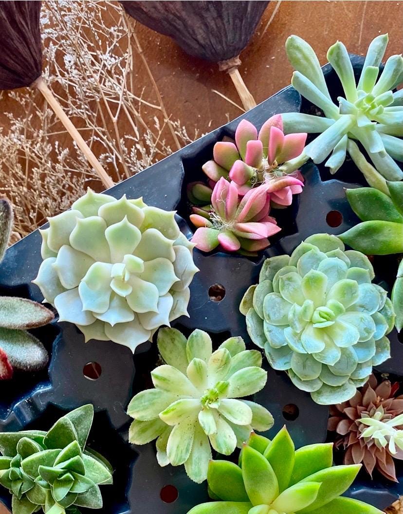 Beautiful Succulents Box - one Dozen   !