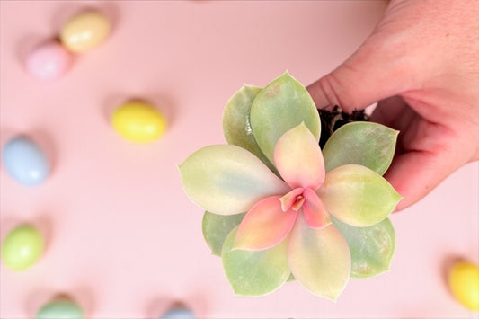 Rainbow Echeveria Variegated-RARE- NEW (live rooted plug)