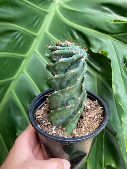 RARE! Cereus Validus Spiralis Cactus-  Spiral cactus 4” pot