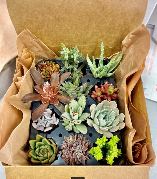 Beautiful Succulents Box - one Dozen   !