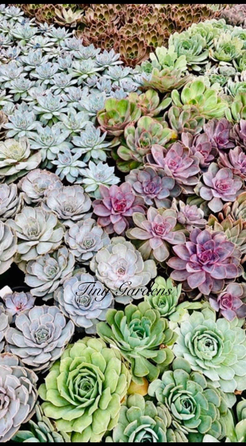 Custom Assorted live rooted Succulent plugs