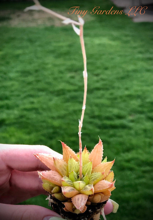 Haworthia Mirabilis Succulent plug