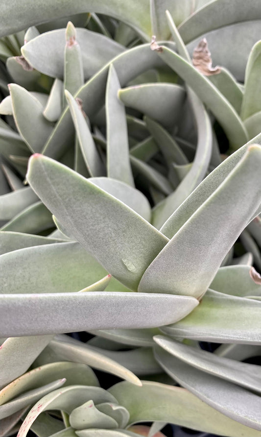 Crassula Falcata  - Helicopter or Propeller Plant