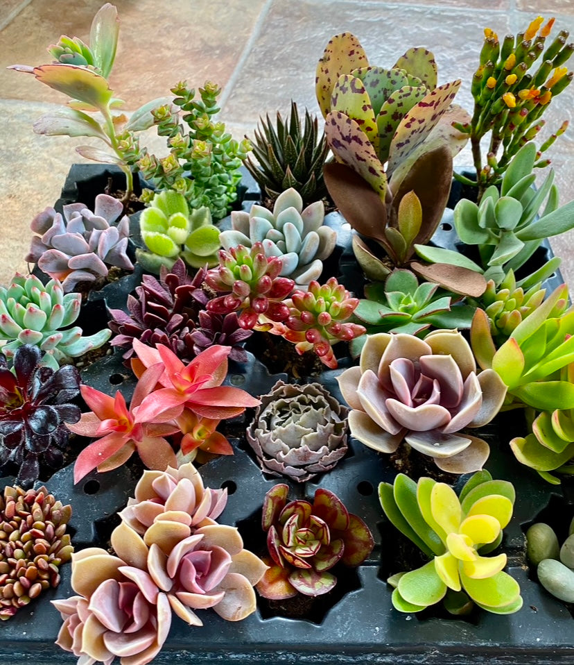 Custom Assorted live rooted Succulent plugs
