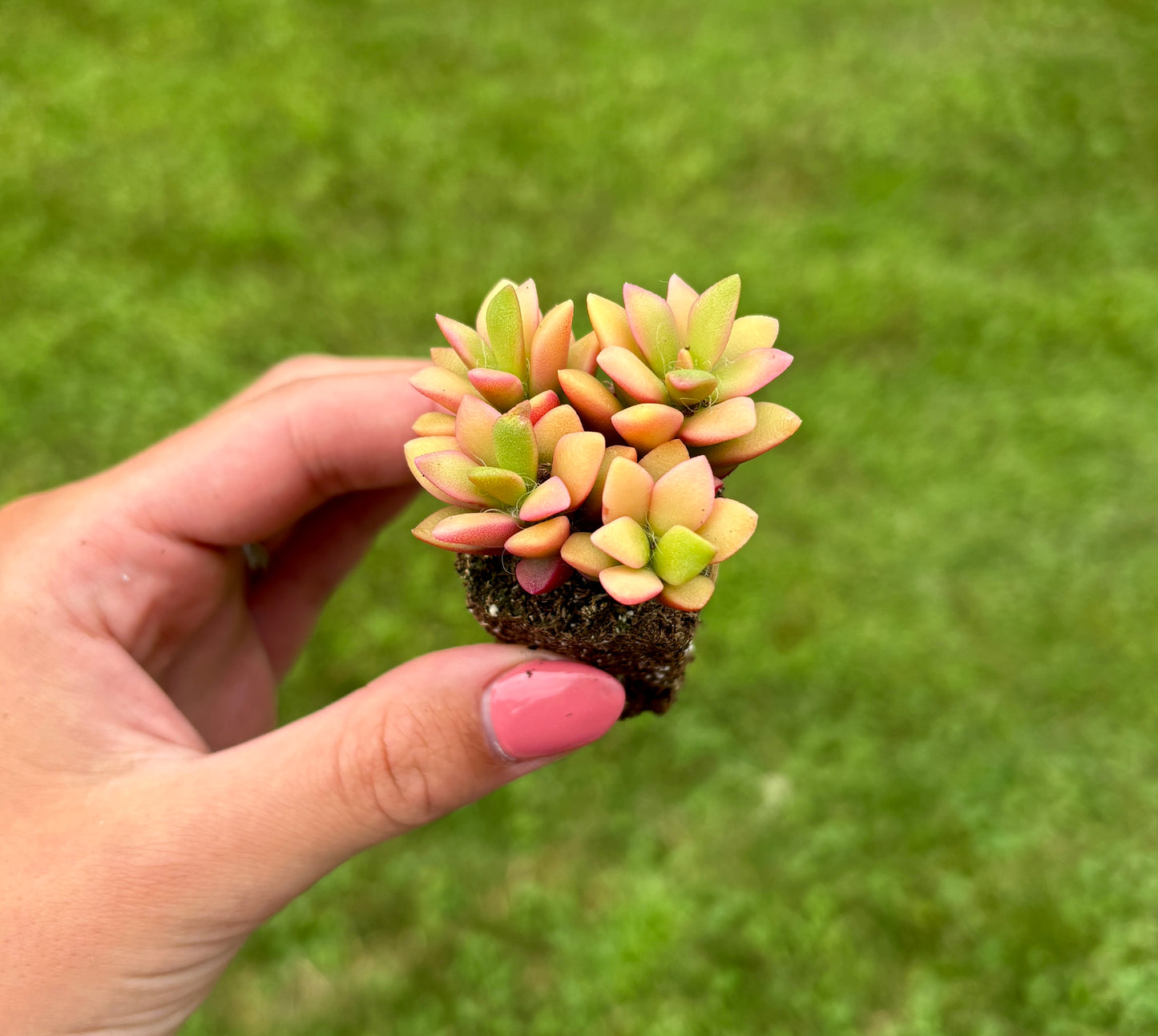 Anacampseros rufescens 'Sunrise' Sand Rose- Variegated