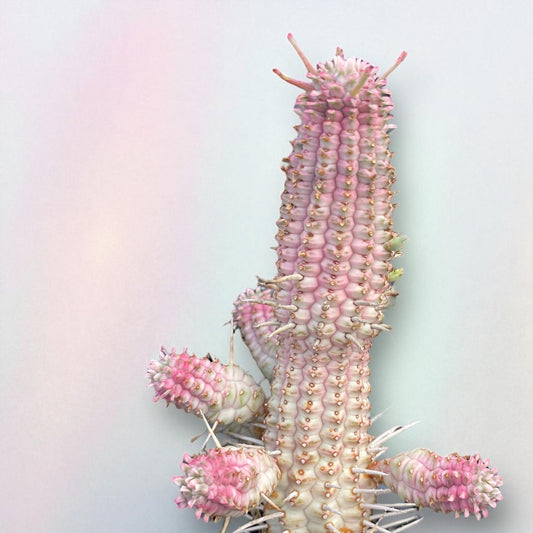Euphorbia “Mammollillaria F. Varigata”