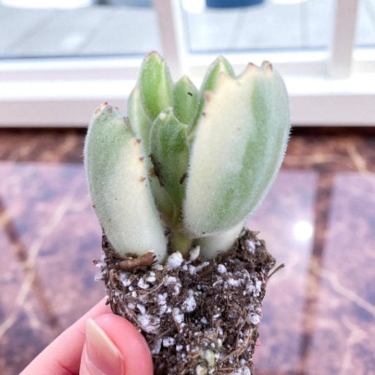 RARE Cotyledon Shimmy Bear Paws - Variegated