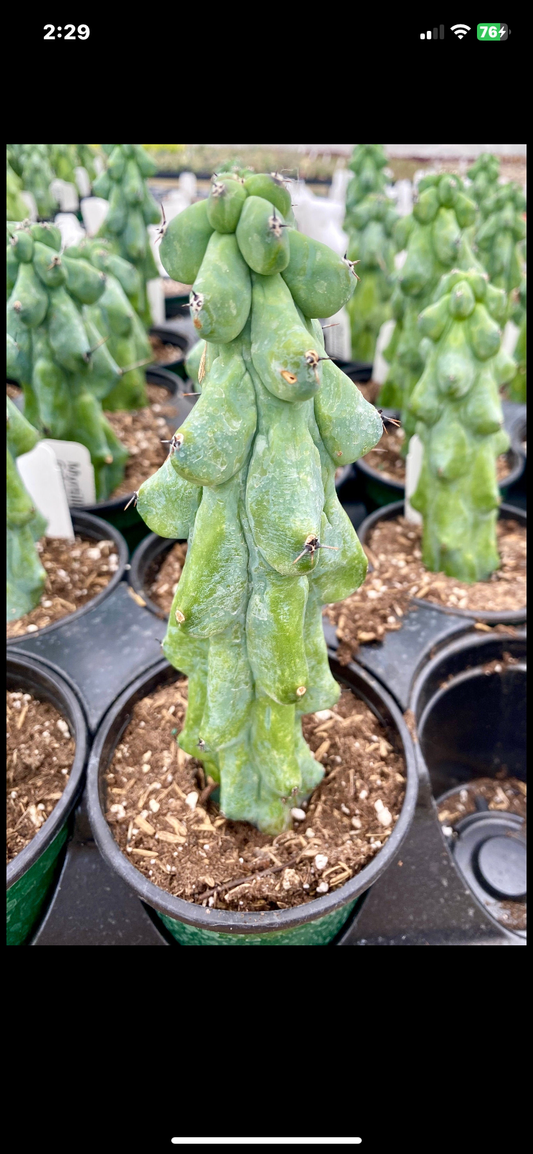 Myrtillocactus geometrizans - “Boobie Cactus”