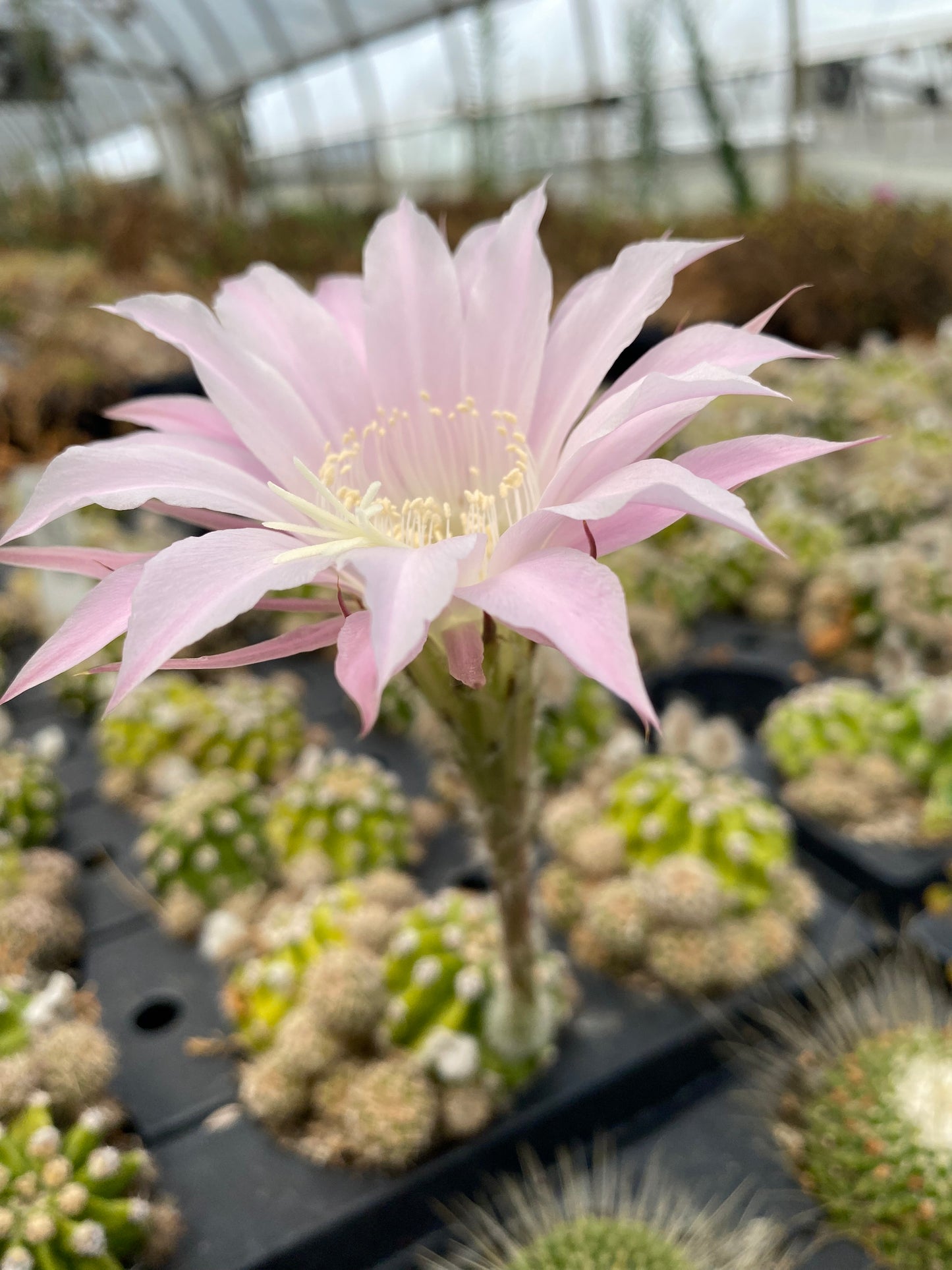 Echinopsis Eyriesii Cactus -Aka Easter lily cactus or Sea Urchin  *large plug*
