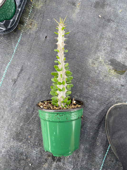 Madagascar Alluadia Procera Cactus -RARE