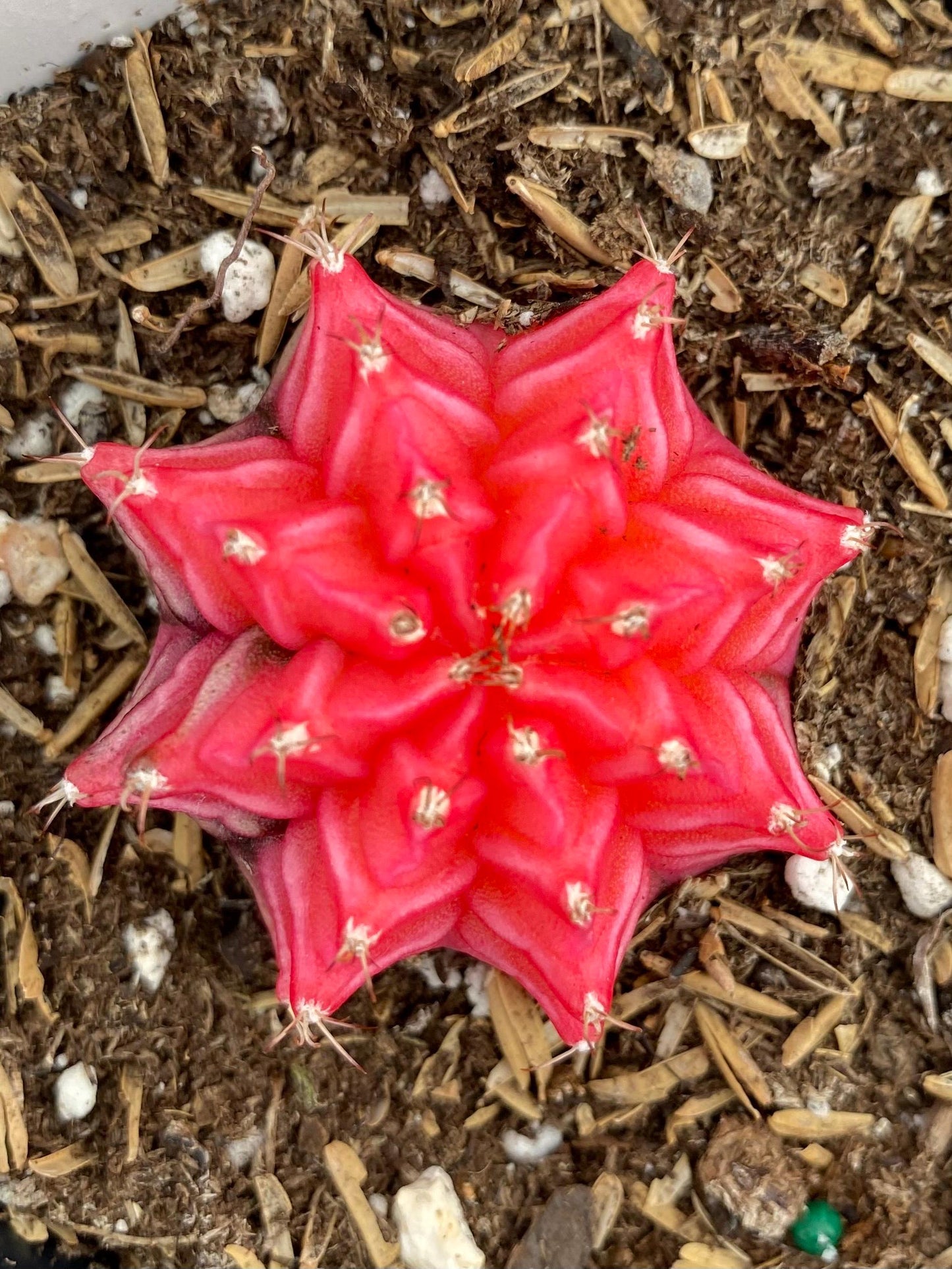 Gymnocalycium- Variegated- ‘Mihanovichii Friedrichii’  / Moon Cactus  / Chin Cactus