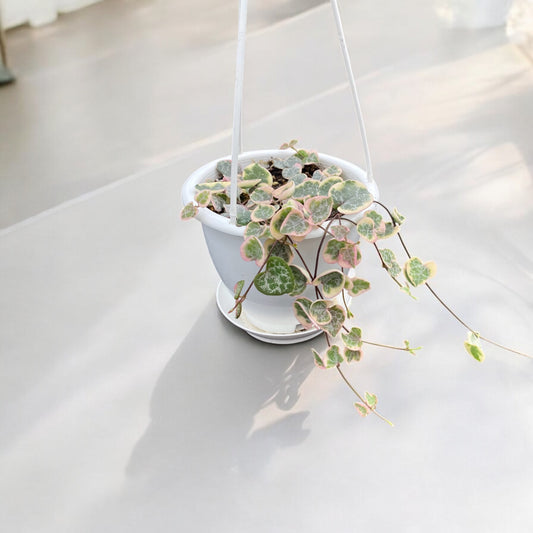 Variegated String of Hearts Hanging pot! *RARE!*