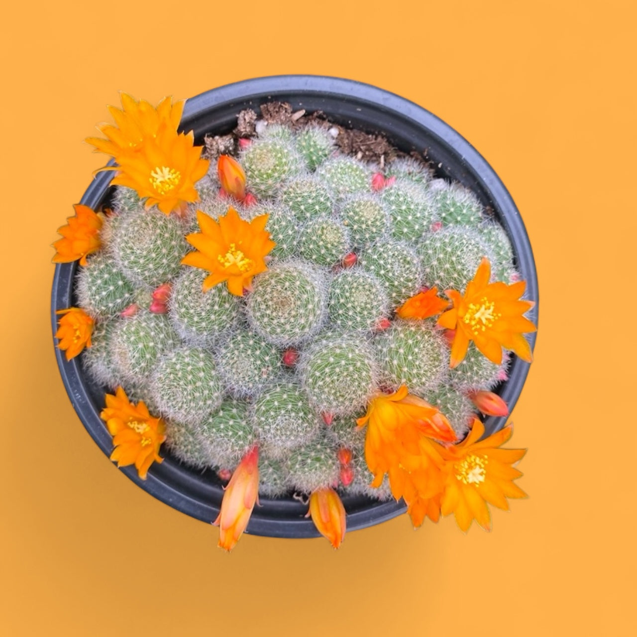 Rebutia Pulvinosa- “ Crown Cactus” 4” pot