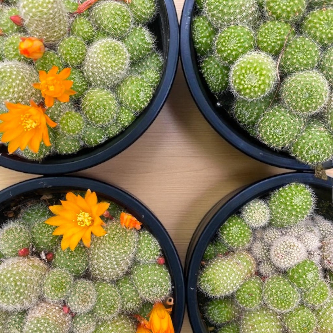 Rebutia Pulvinosa- “ Crown Cactus” 4” pot