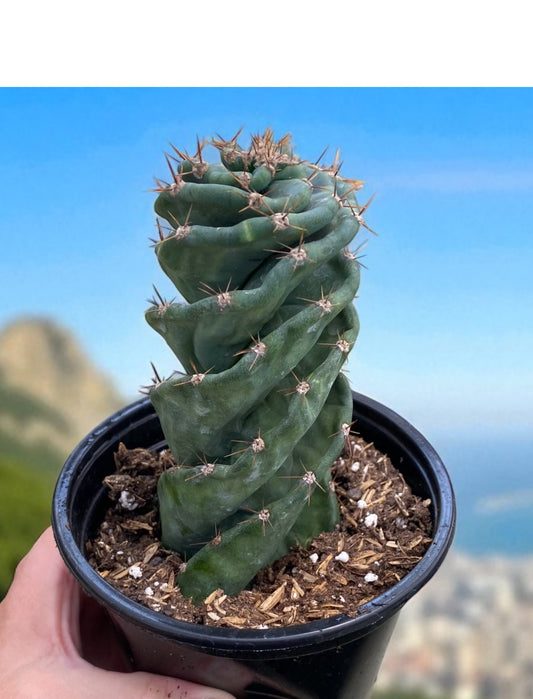 RARE! Cereus Validus Spiralis Cactus-  Spiral cactus 4” pot