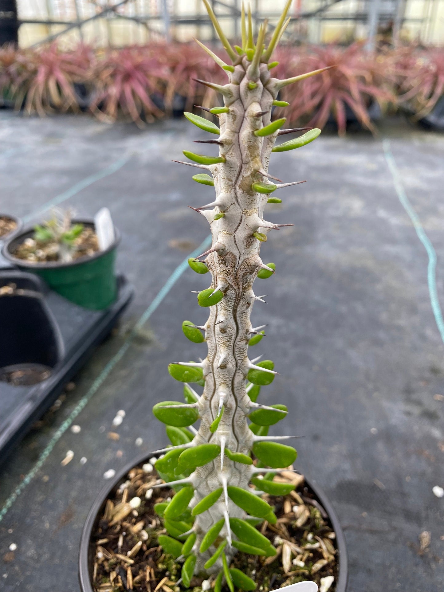 Madagascar Alluadia Procera Cactus -RARE