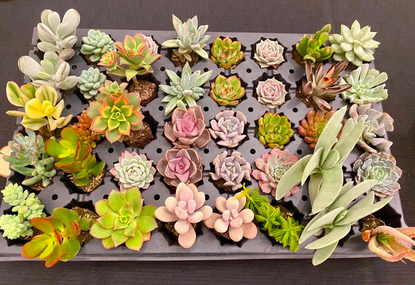 Custom Assorted live rooted Succulent plugs