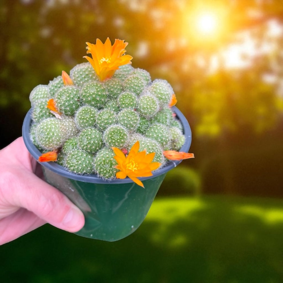 Rebutia Pulvinosa- “ Crown Cactus” 4” pot