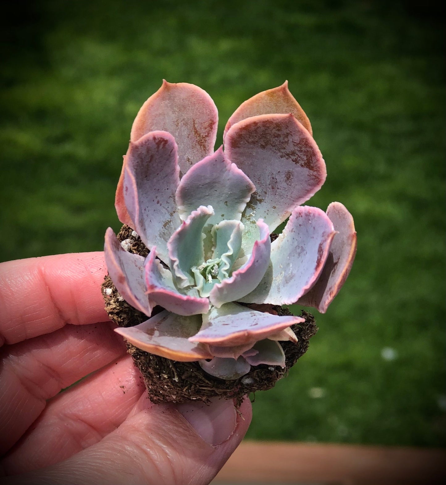 Echeveria "Neon Breakers" Succulent