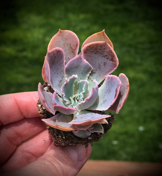 Echeveria "Neon Breakers" Succulent