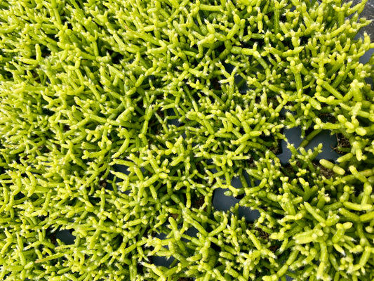Rhipsalis Cereusula “AKA Coral or Rice Cactus” plug