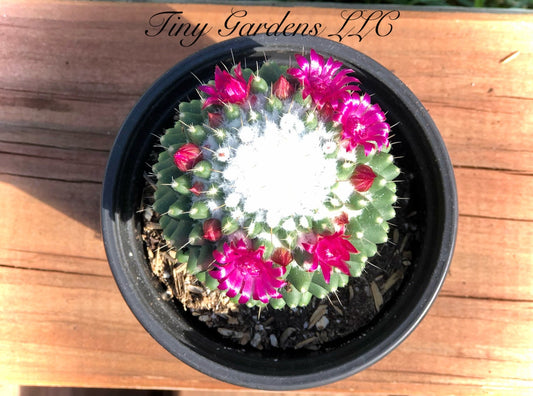 Mammillaria "Magnimamma Toluca " Cactus