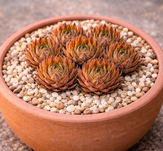 Haworthia “Herbacea”