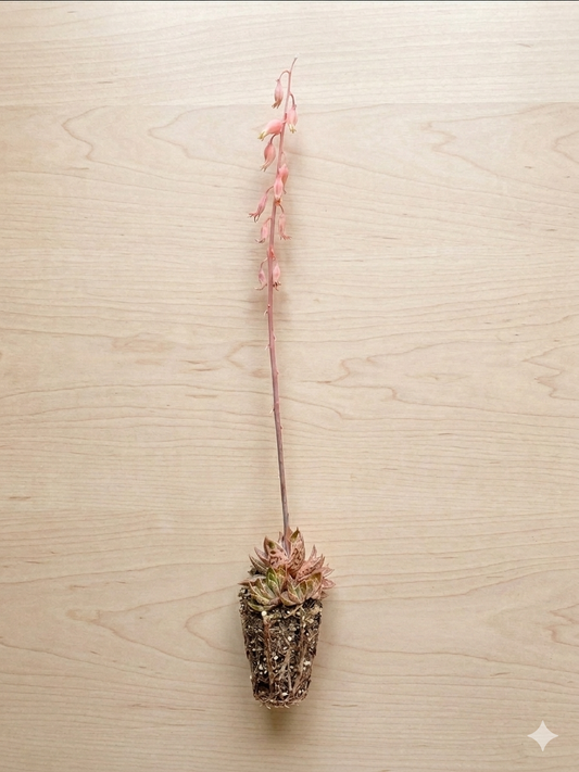 Gasteria “Lilliputana” well rooted plug