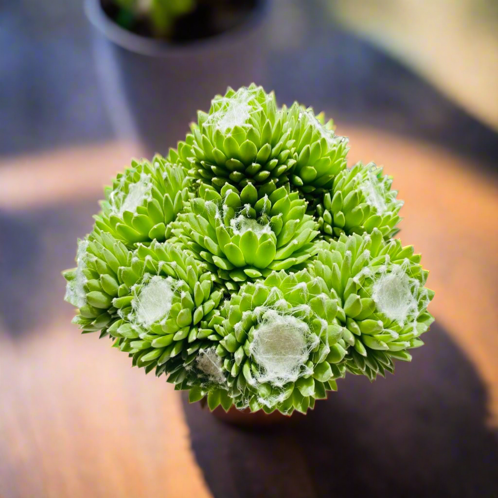 Sempervivum Arachnoideum - Hens & Chicks 4" pot
