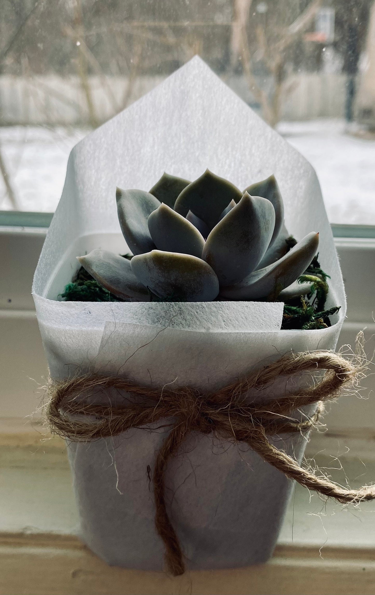 Succulent Favors/ Gifts