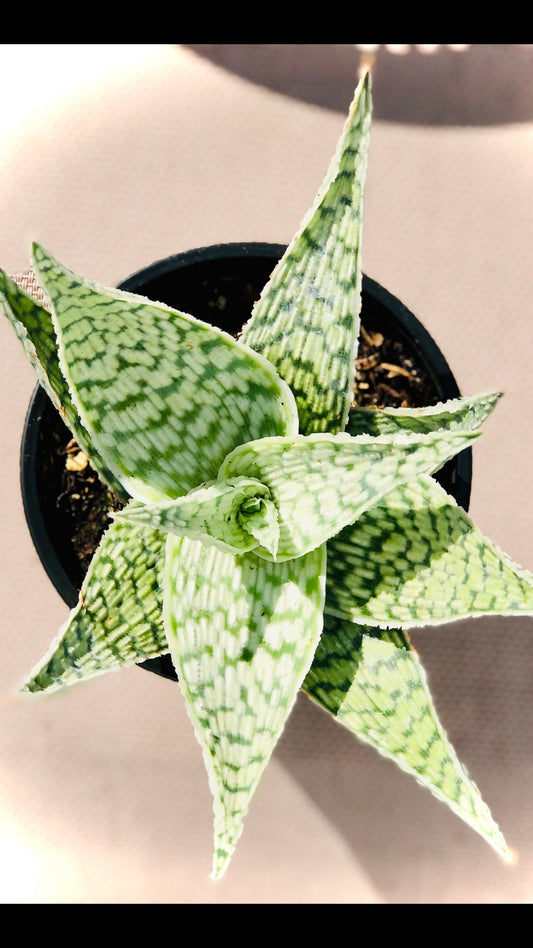 Aloe " Delta Light"
