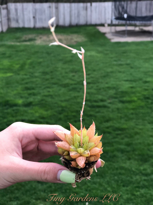 Haworthia Mirabilis Succulent plug