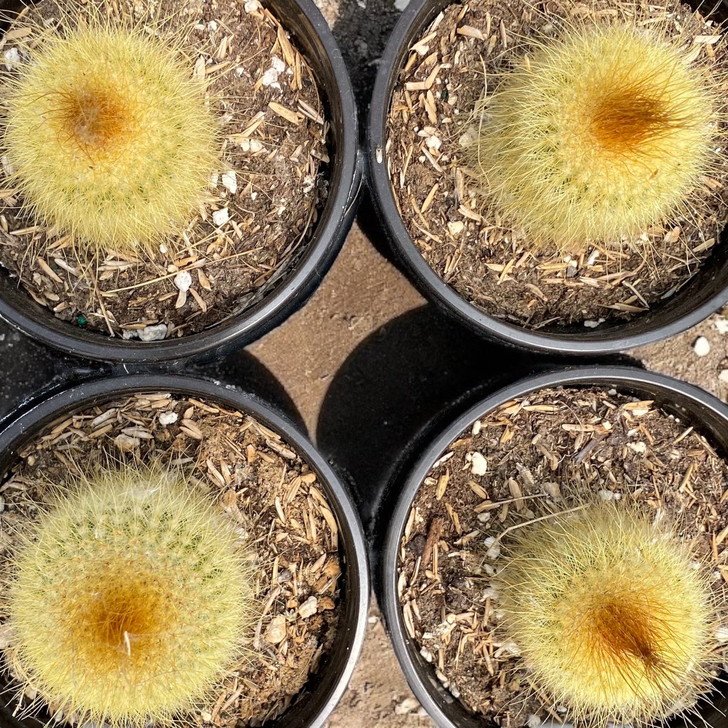 Brasilicactus Haselbergii Cactus- Scarlet Ball in 4” pot