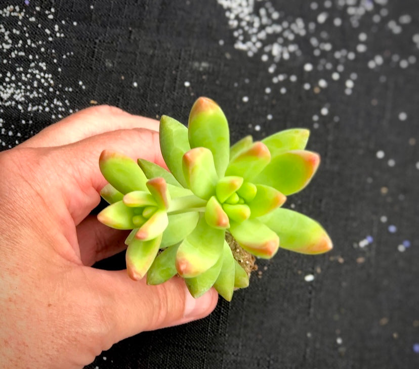 Sedum Nussbaumerianum - Coppertone Stonecrop