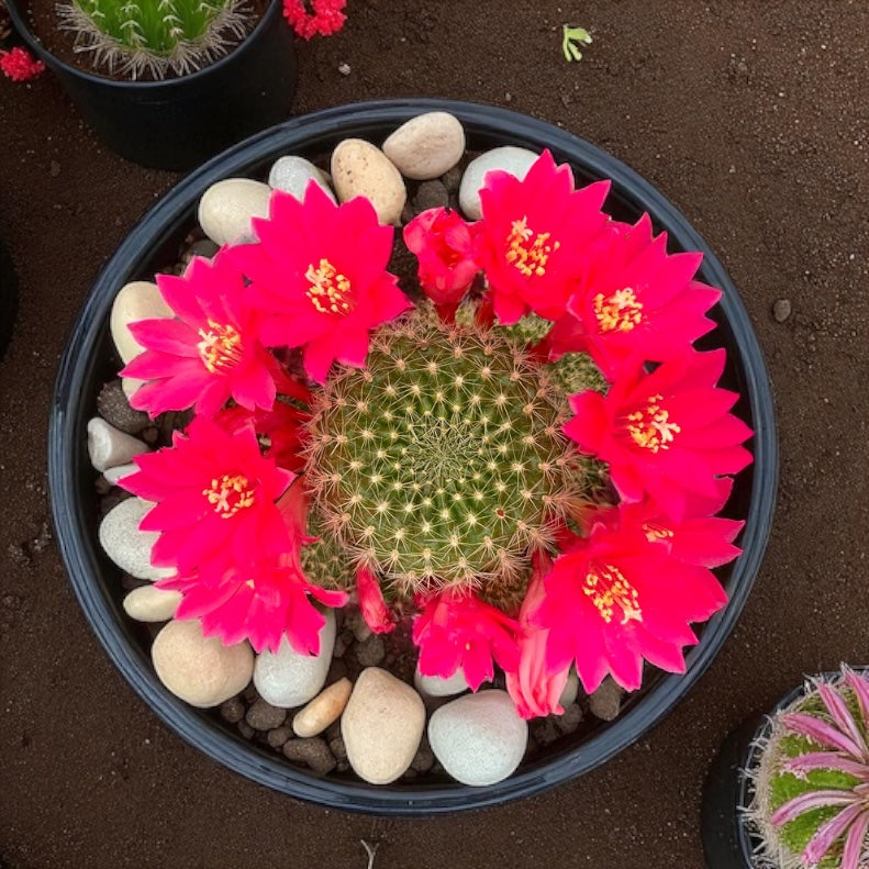 Rebutia Miniscula Cactus - 4” pot